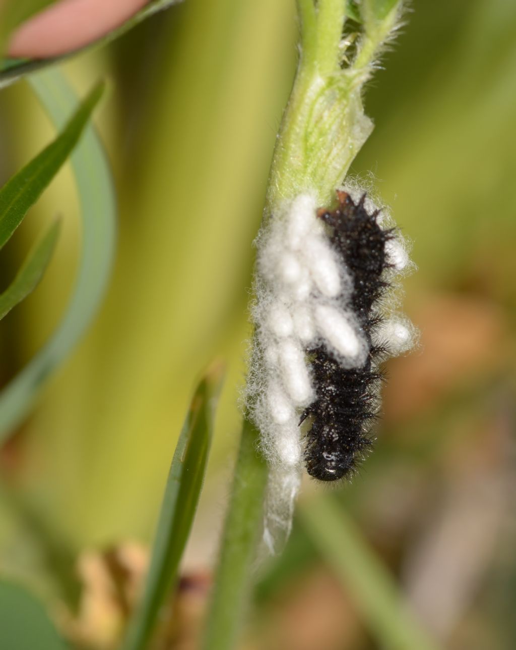 Bruco scuro da identificare: Euphydryas provincialis - Nymphaildae